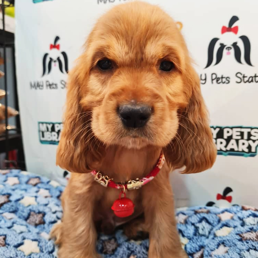 English Cocker Spaniel Puppy (Male) For Sale