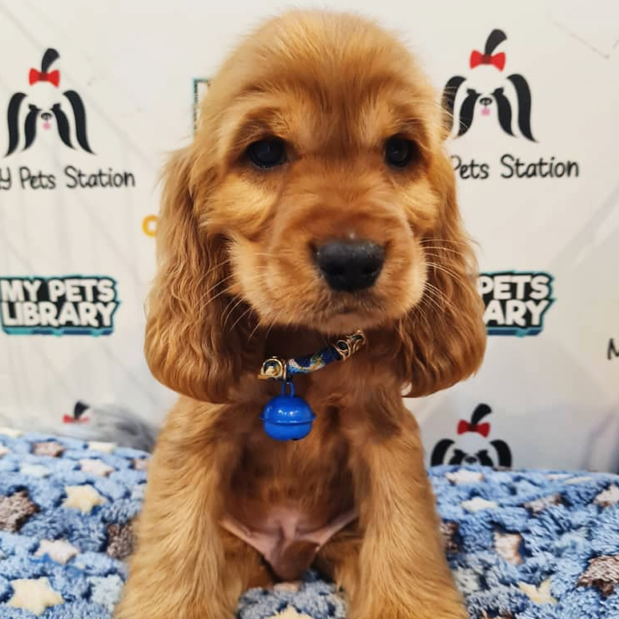 English Cocker Spaniel Puppy (Male) For Sale