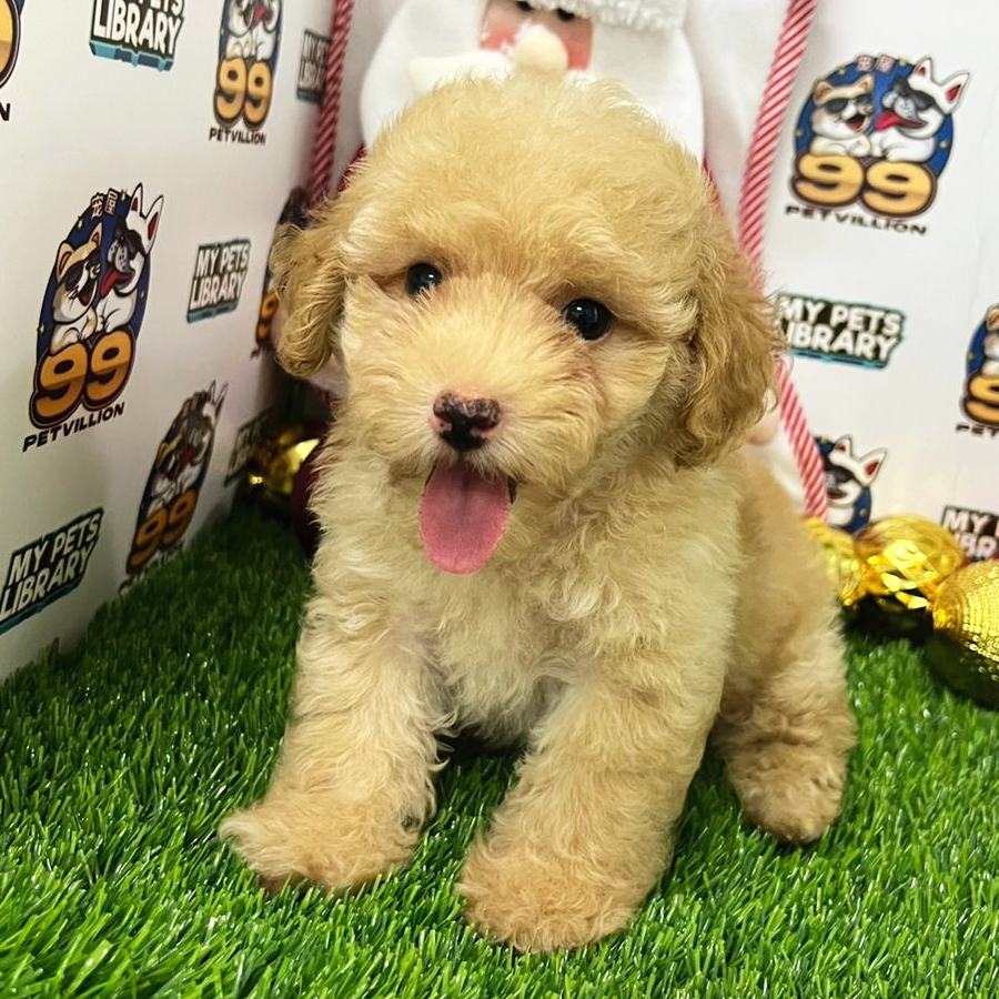 Toy Poodle Puppy (Male) For Sale