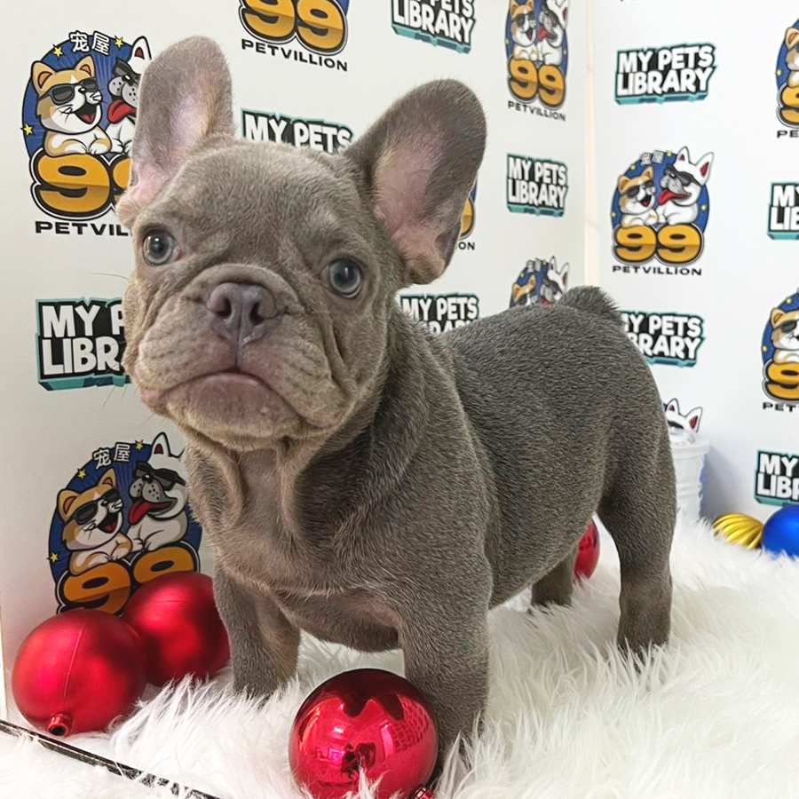 French Bulldog Puppy (Male) For Sale