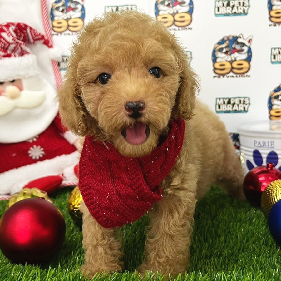 Toy Poodle Puppy (Female) For Sale