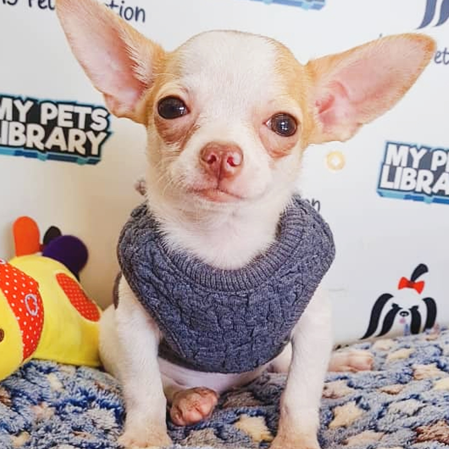 Chihuahua Puppy (Male) For Sale