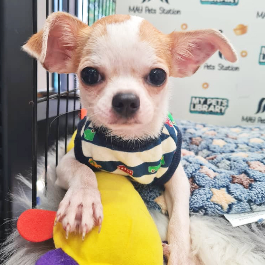 Chihuahua Puppy (Female) For Sale