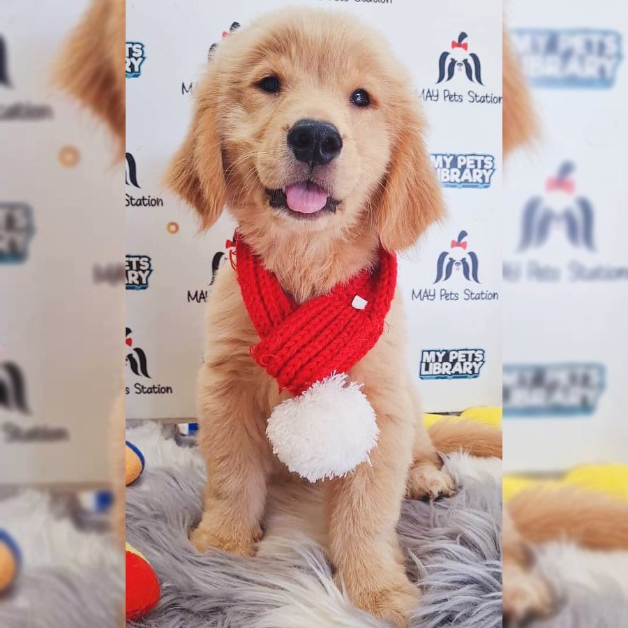 Golden Retriever Puppy (Female) For Sale