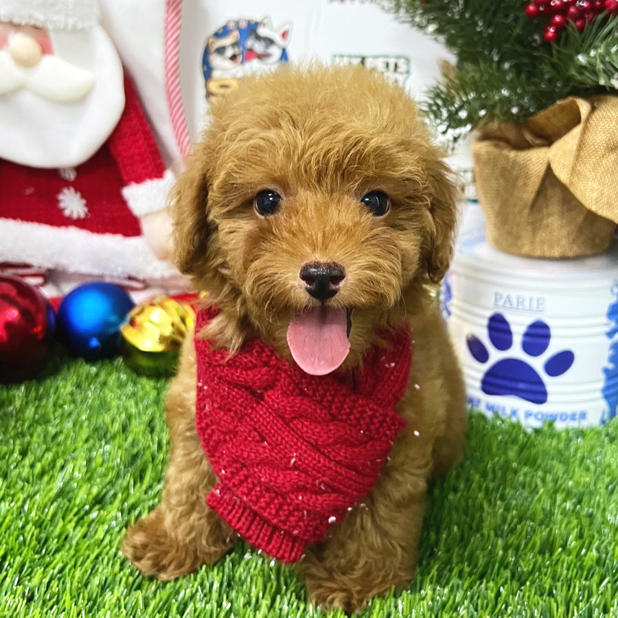 Toy Poodle Puppy (Male) For Sale
