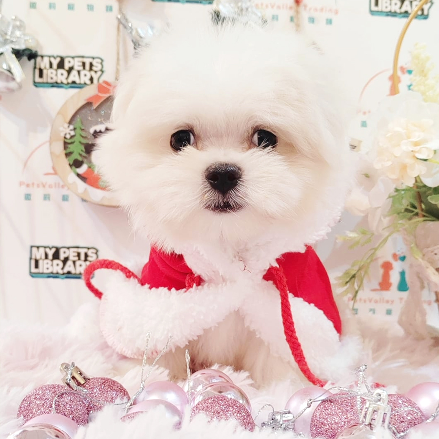 Maltese Puppy (Male) For Sale