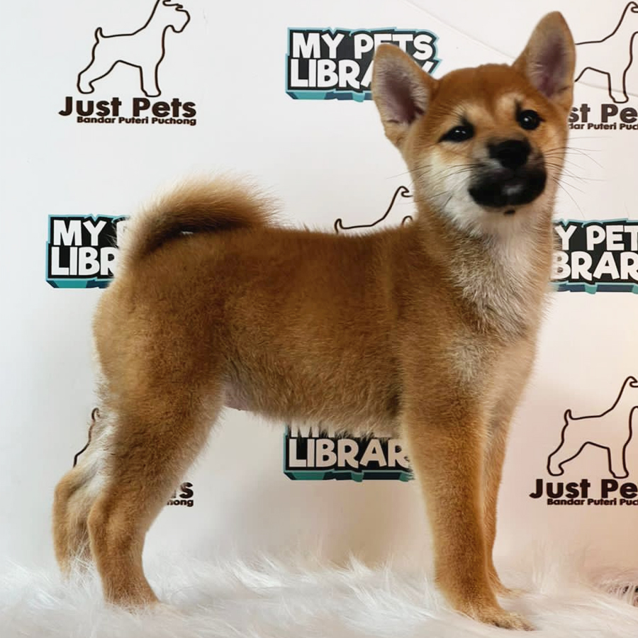 MKA Shiba Inu Puppy (Female) For Sale