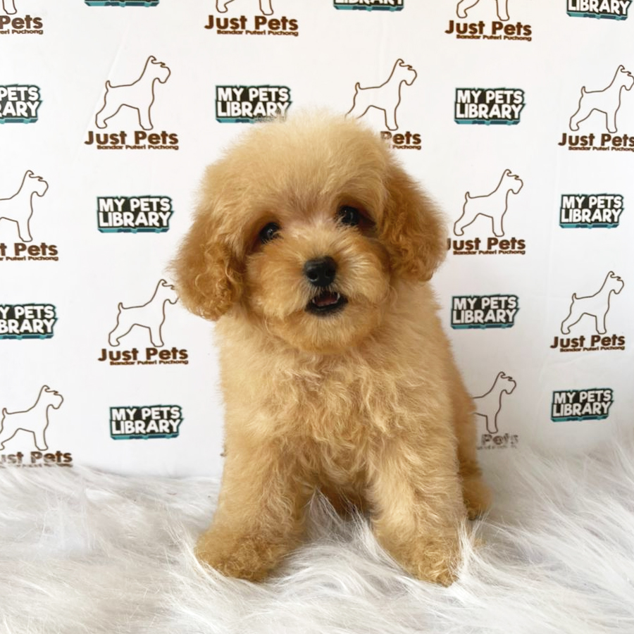 Toy Poodle Puppy (Male) For Sale