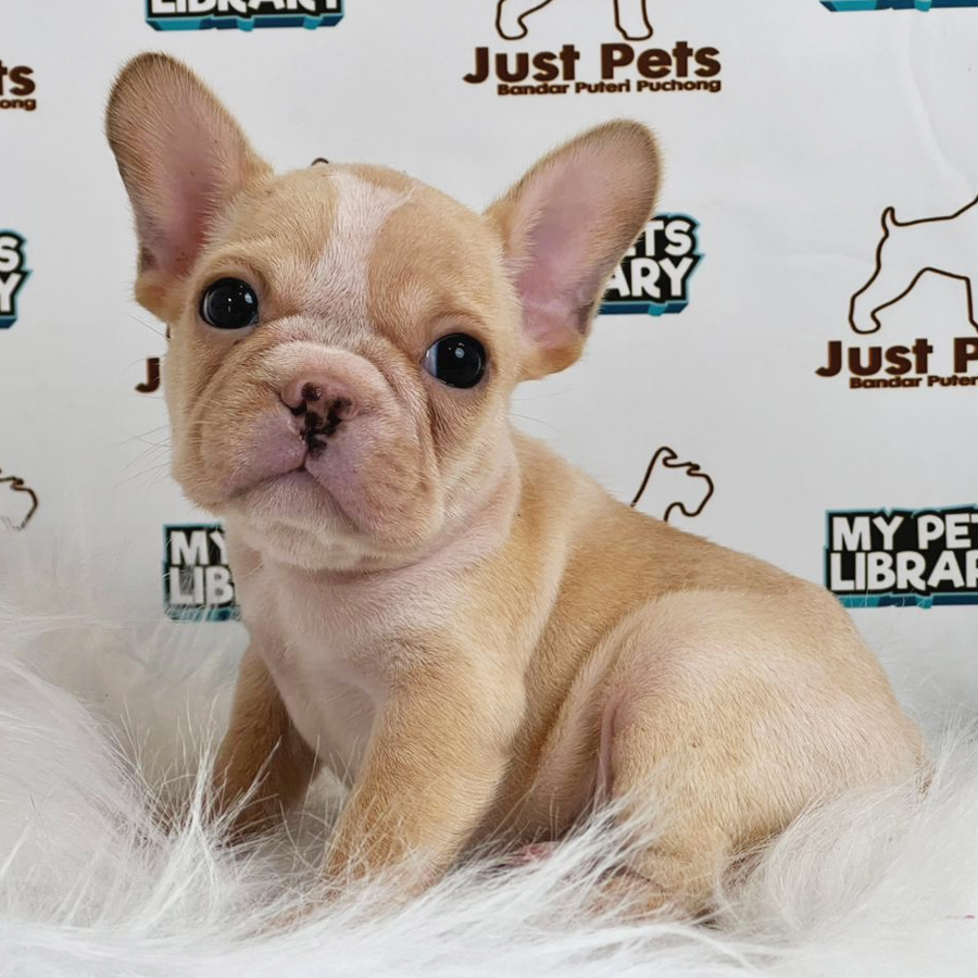 MKA French Bulldog Puppy (Male) For Sale