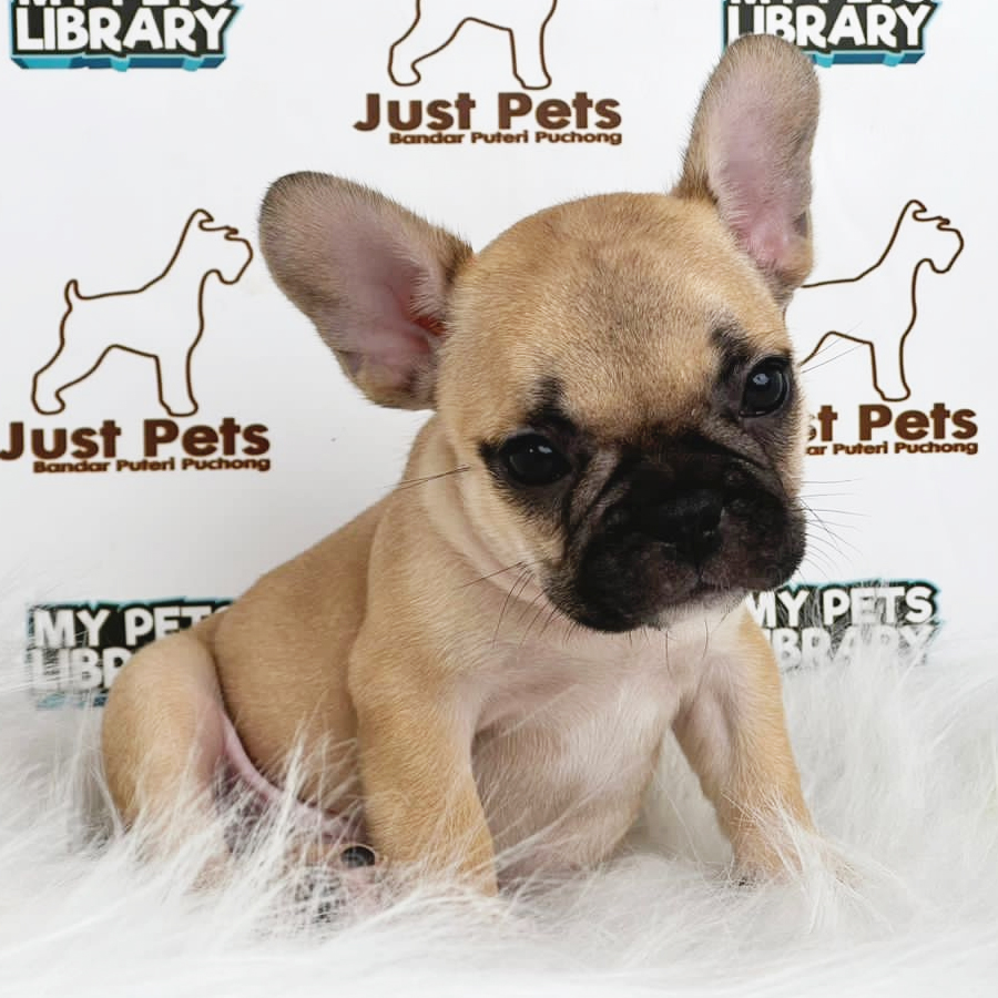 MKA French Bulldog Puppy (Female) For Sale