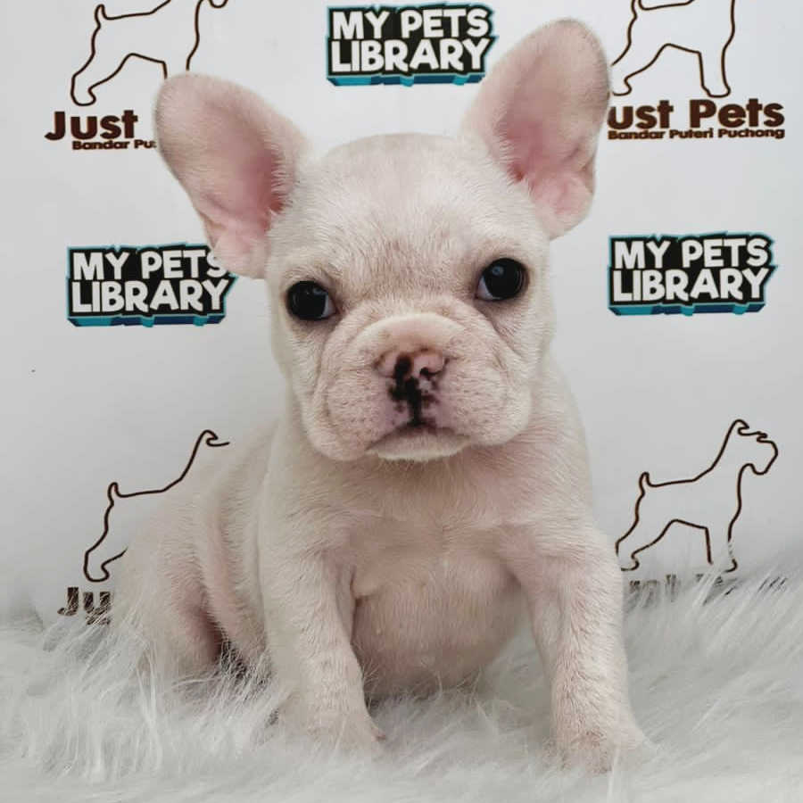 MKA French Bulldog Puppy (Female) For Sale