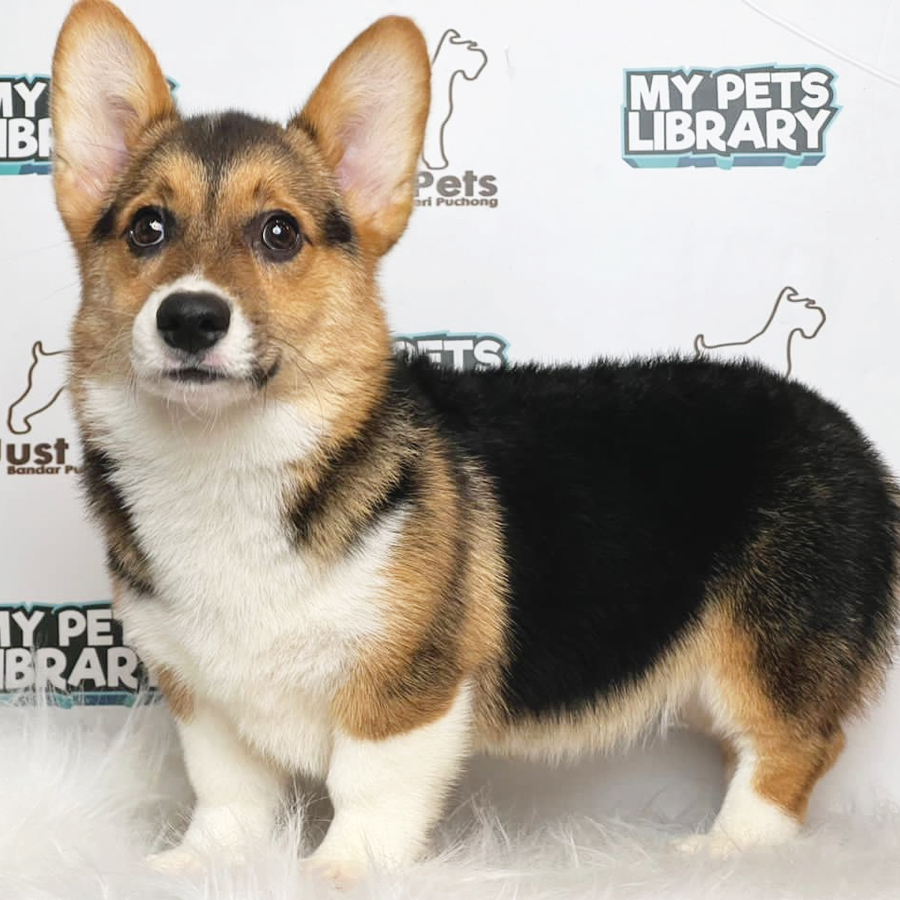 Indonesia Imported Welsh Corgi Puppy (Female) For Sale