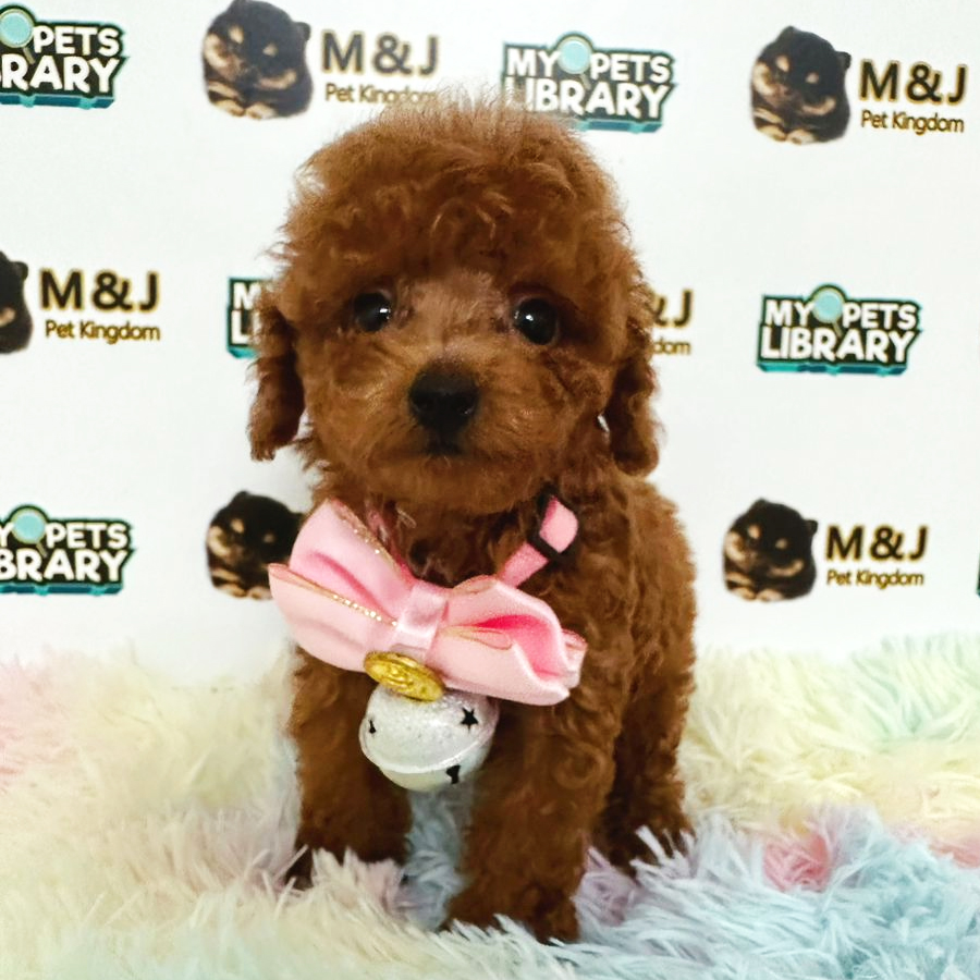 Toy Poodle Puppy (Female) For Sale
