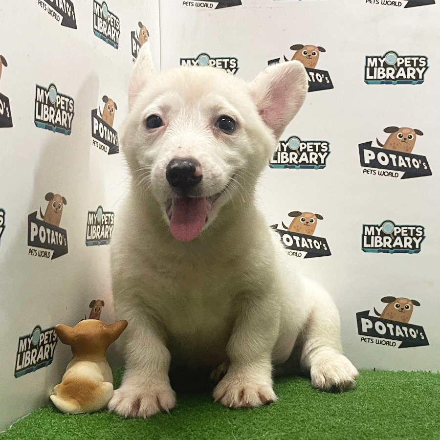 Welsh Corgi Puppy (Male) For Sale