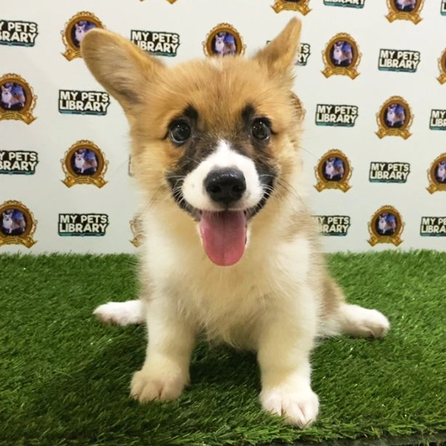 MKA Welsh Corgi Puppy (Female) For Sale