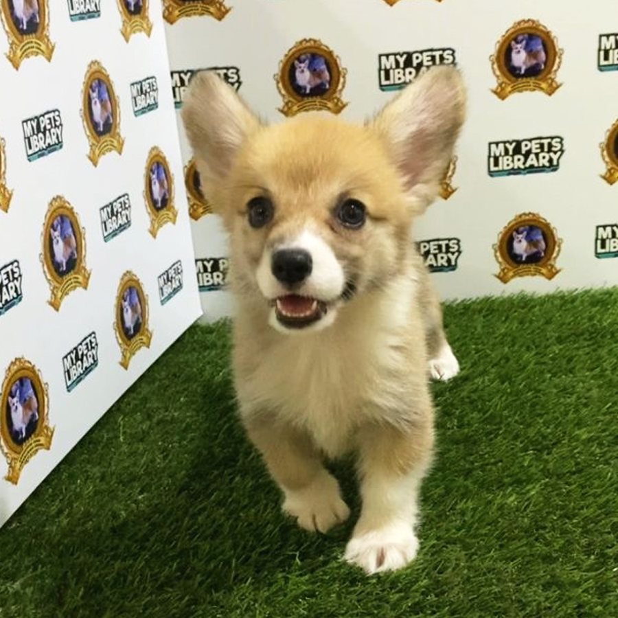 MKA Welsh Corgi Puppy (Female) For Sale