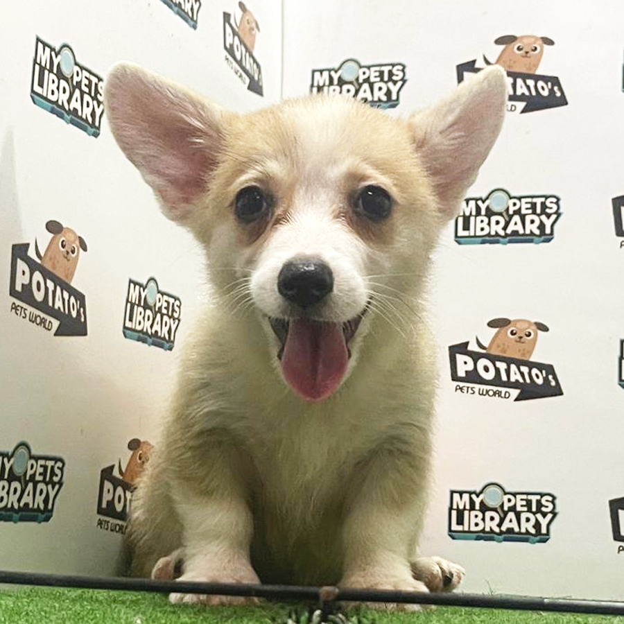 Welsh Corgi Puppy (Female) For Sale