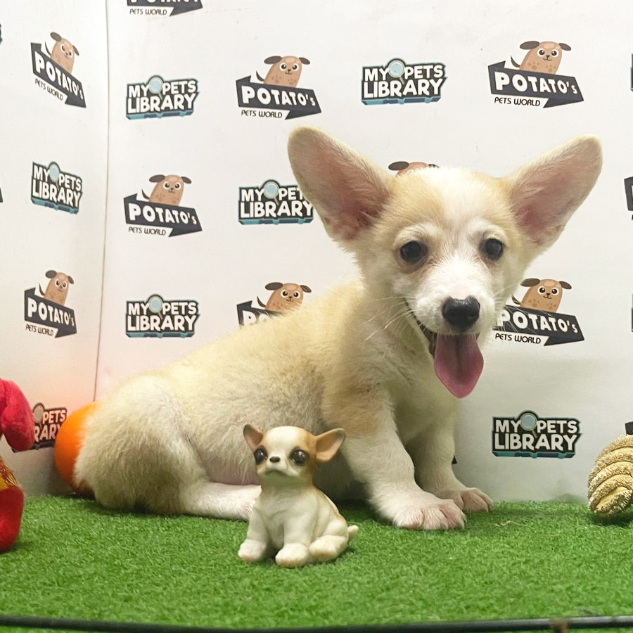 Welsh Corgi Puppy (Female) For Sale