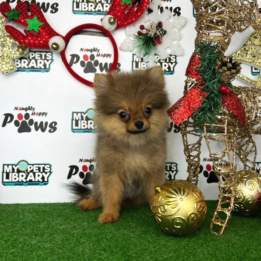 Pomeranian Puppy (Female) For Sale