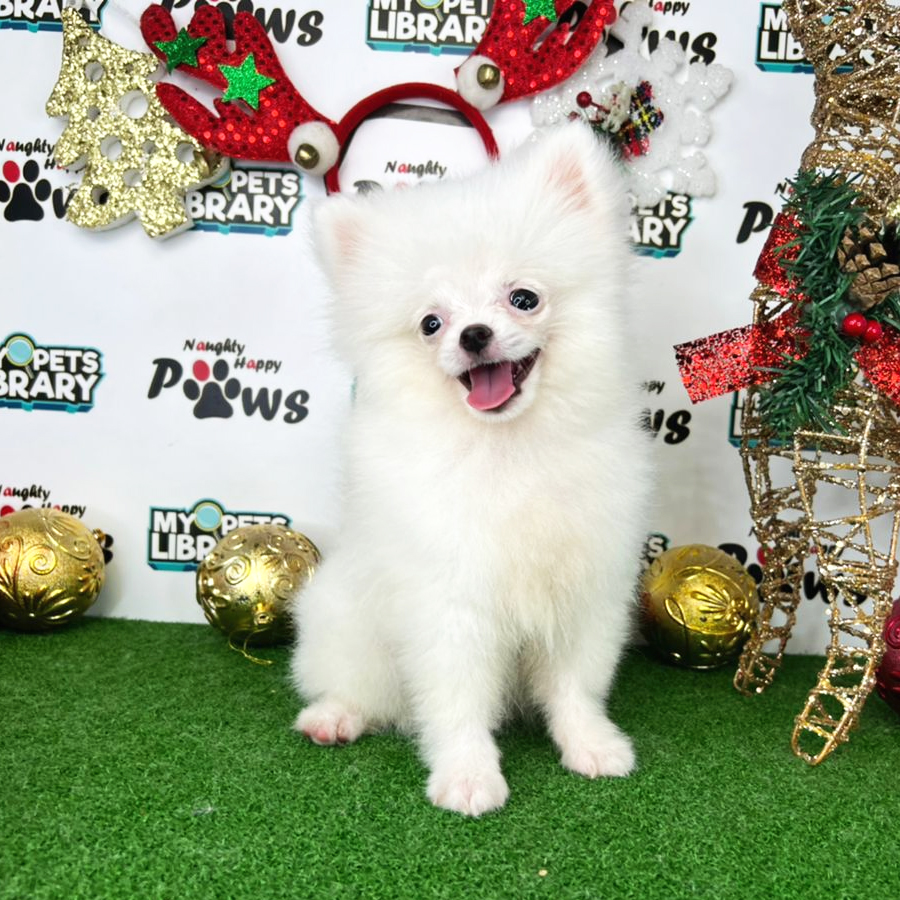 Pomeranian Puppy (Male) For Sale