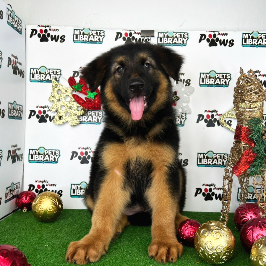 German Shepherd Puppy (Female) For Sale