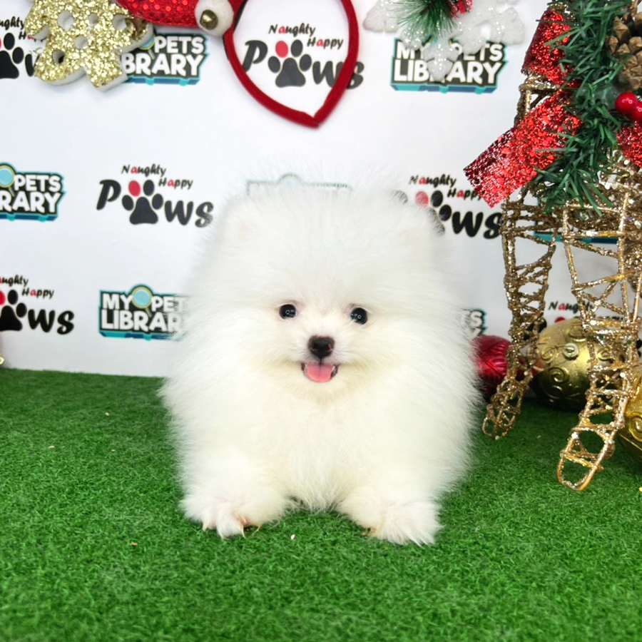 Pomeranian Puppy (Male) For Sale