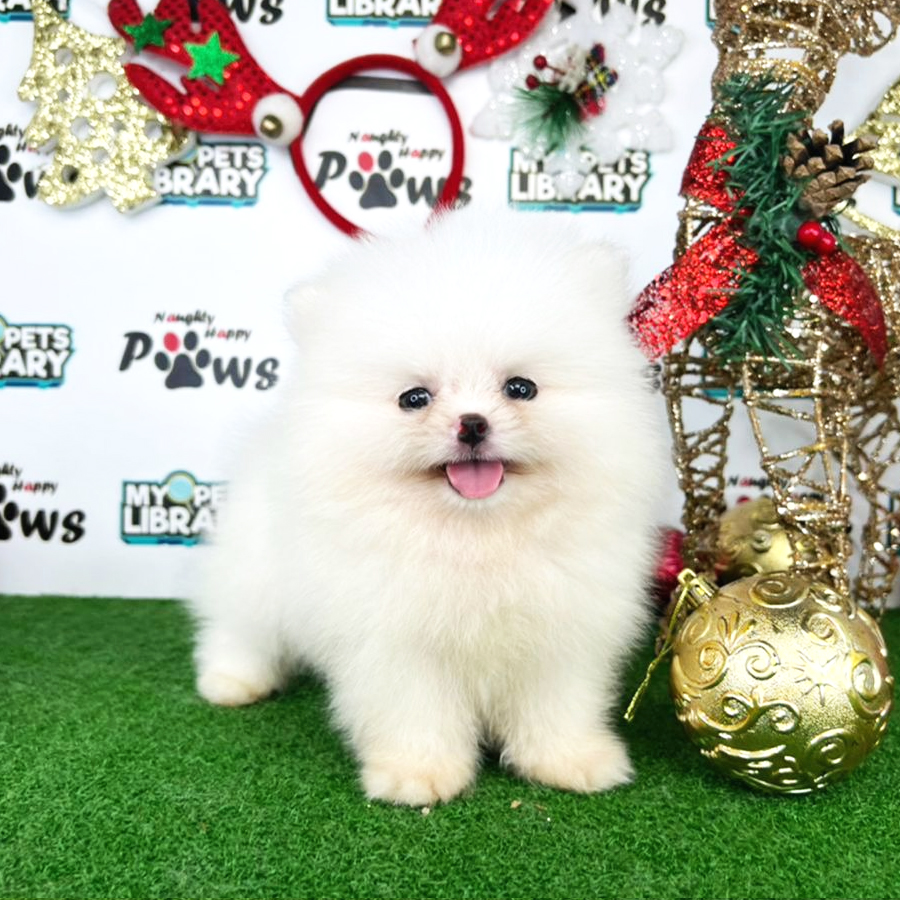 Pomeranian Puppy (Male) For Sale