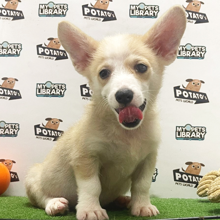 Welsh Corgi Puppy (Female) For Sale