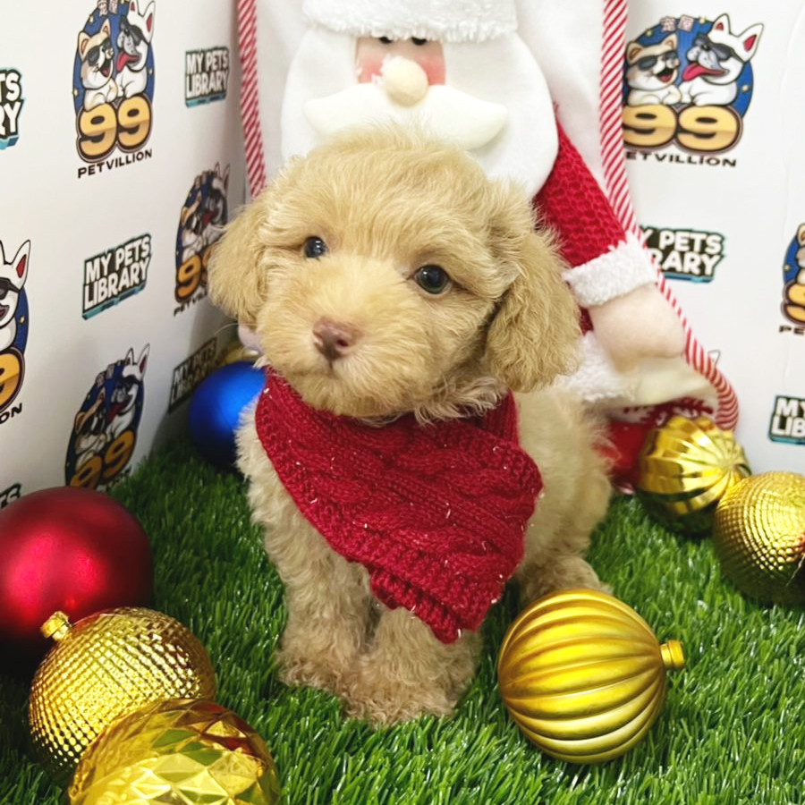 Toy Poodle Puppy (Male) For Sale