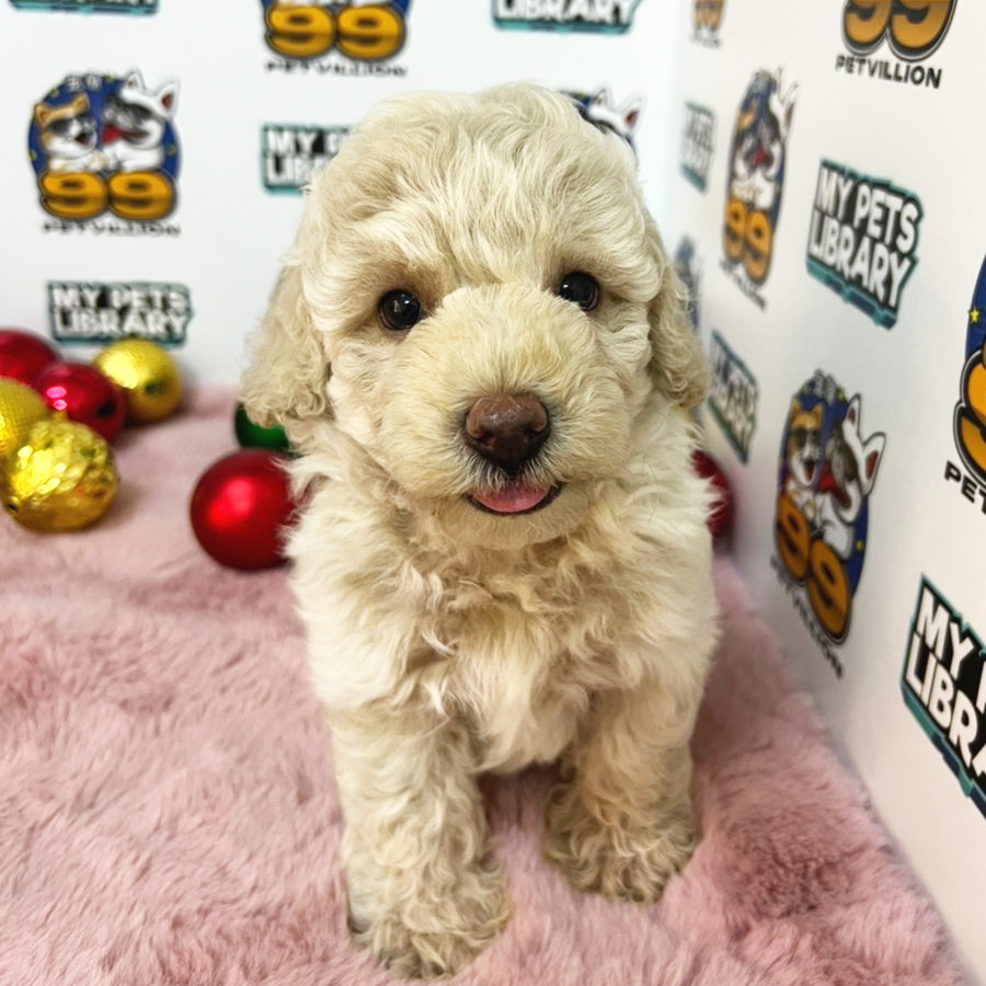 Toy Poodle Puppy (Male) For Sale
