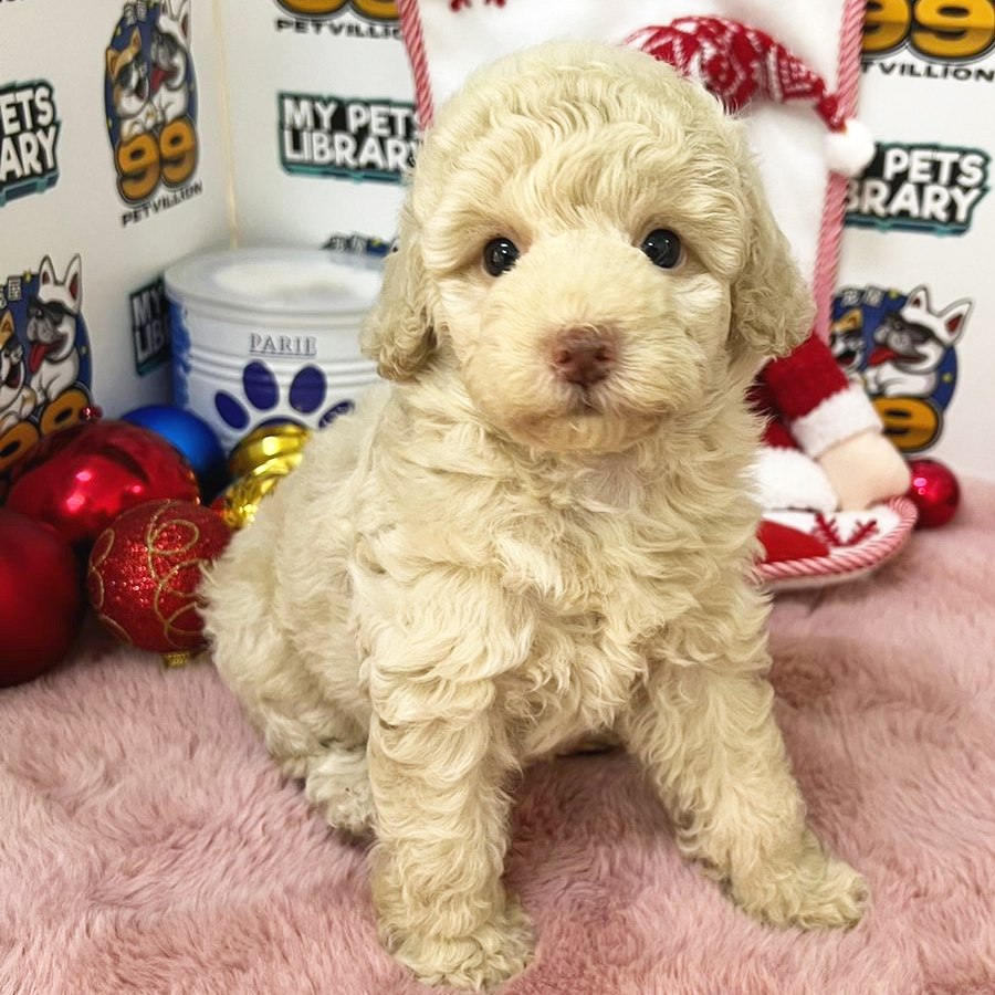 Toy Poodle Puppy (Female) For Sale