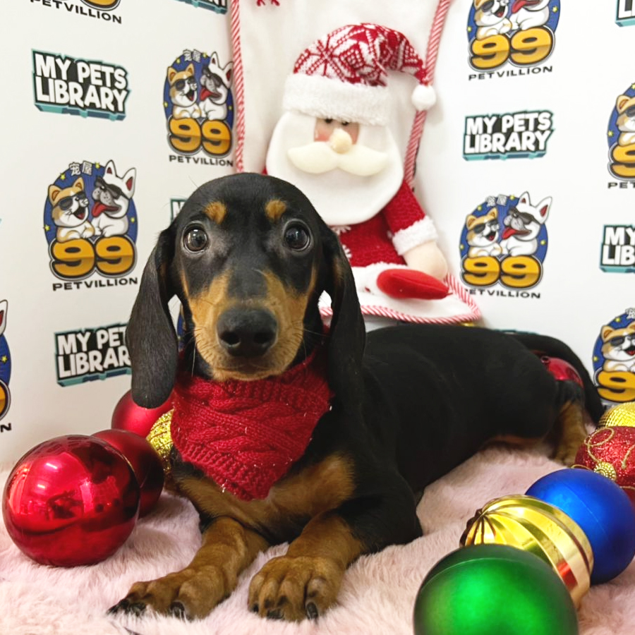 Miniature Dachshund Puppy (Male) For Sale