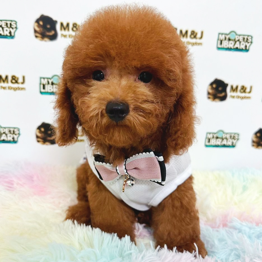 Toy Poodle Puppy (Male) For Sale