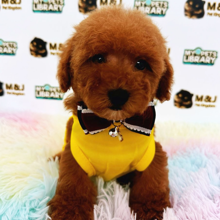 Toy Poodle Puppy (Female) For Sale