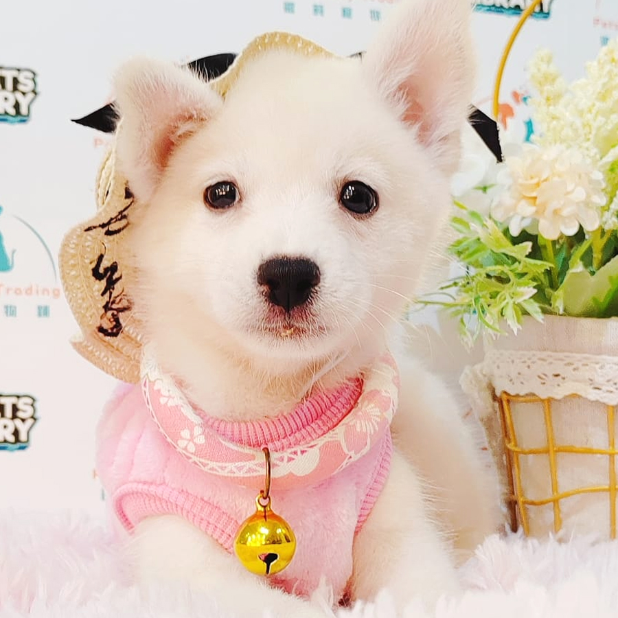 Pomsky Puppy (Female) For Sale