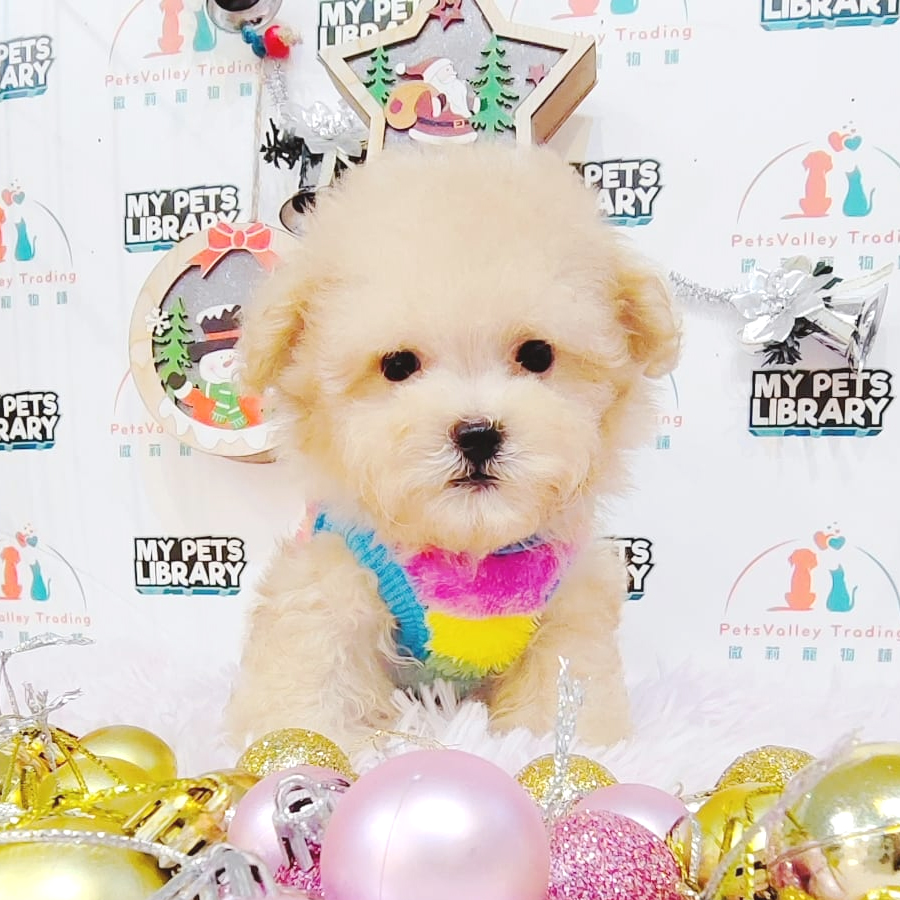 Maltipoo Puppy (Male) For Sale