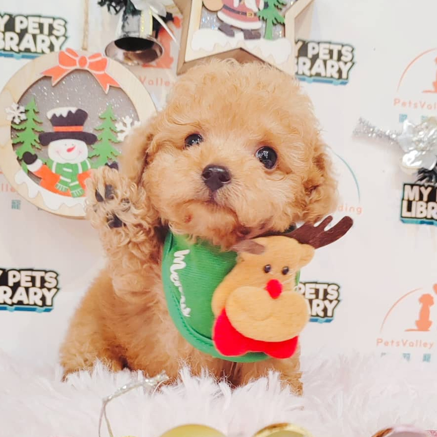 Tiny Poodle Puppy (Female) For Sale