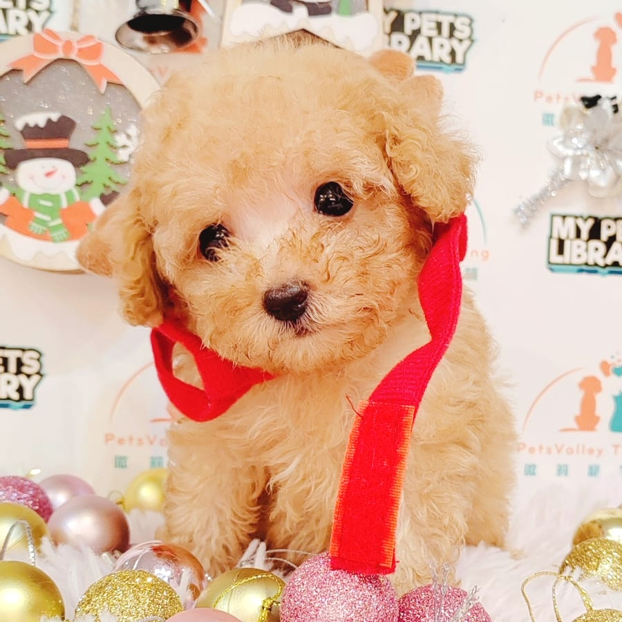 Tiny Poodle Puppy (Female) For Sale
