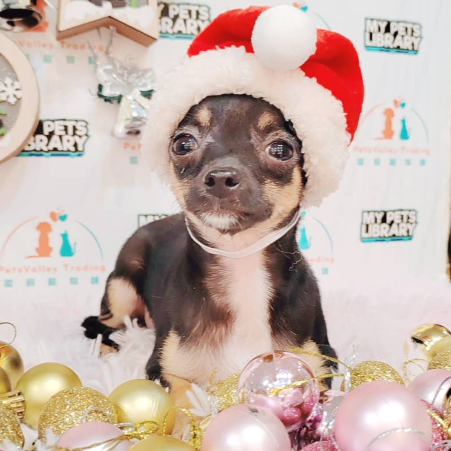 Chihuahua Puppy (Female) For Sale