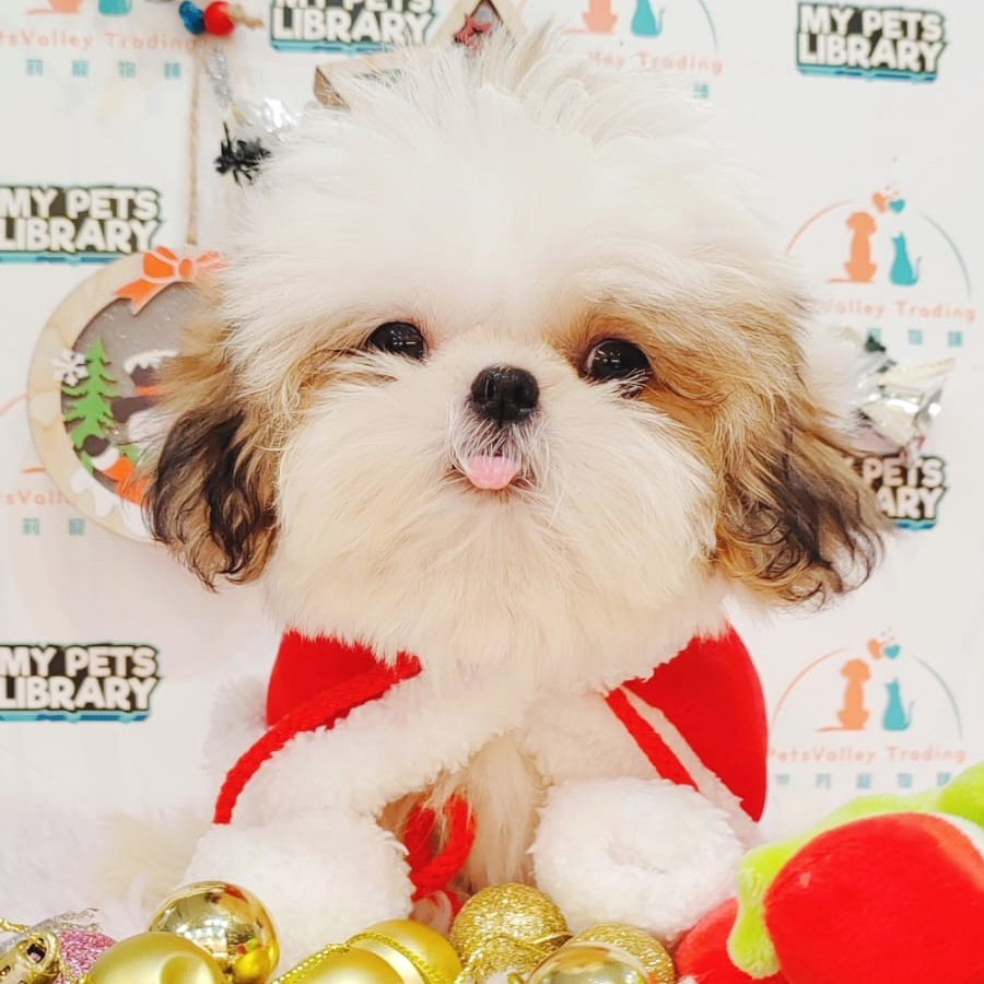 Shih Tzu Puppy (Male) For Sale