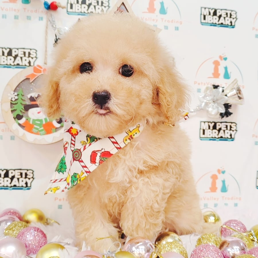 Toy Poodle Puppy (Female) For Sale