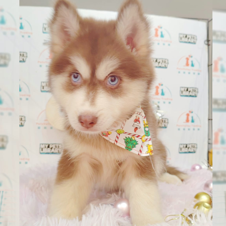 Wooly Husky Puppy (Female) For Sale