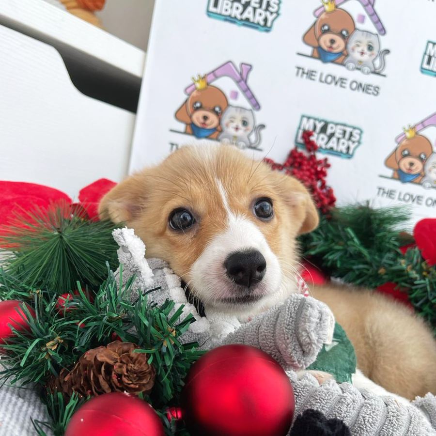 Welsh Corgi Puppy (Female) For Sale