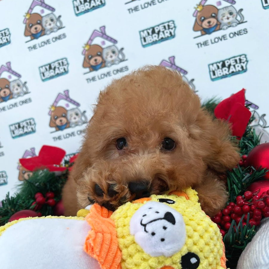 MKA Toy Poodle Puppy (Female) For Sale