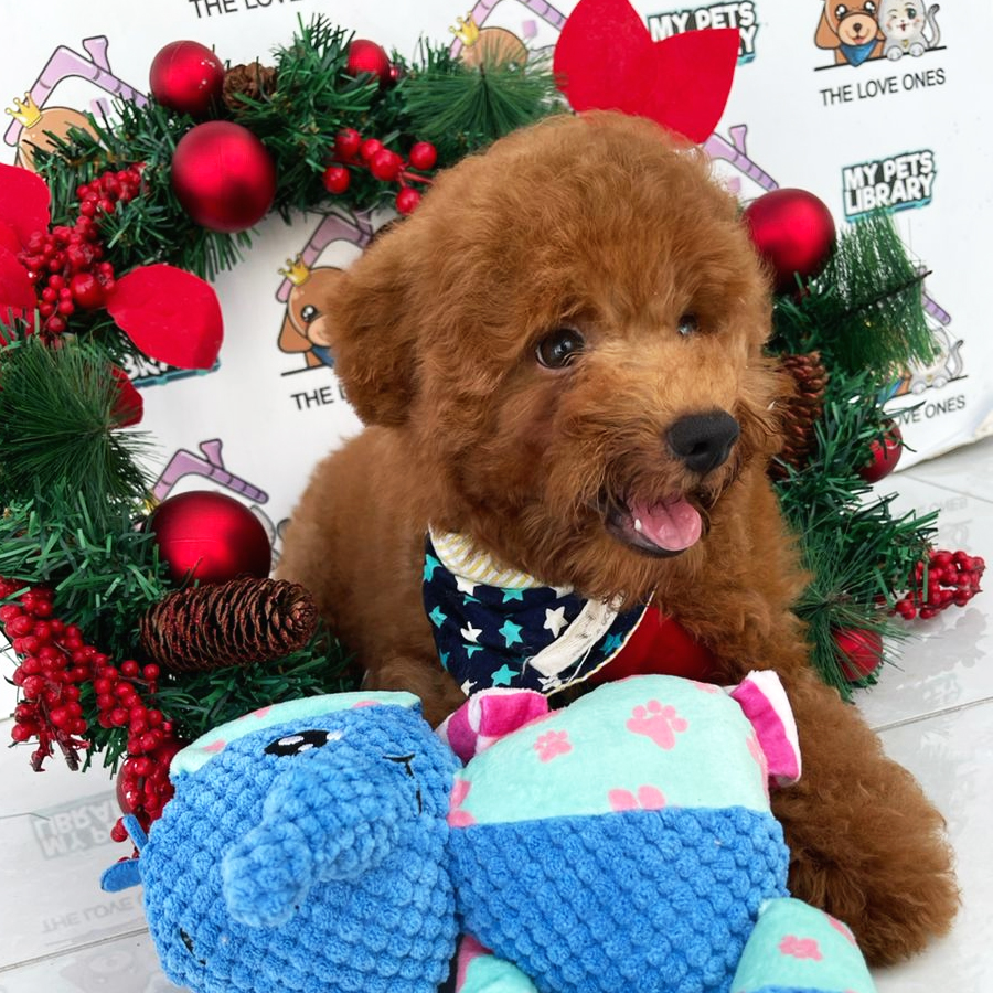 Toy Poodle Puppy (Male) For Sale