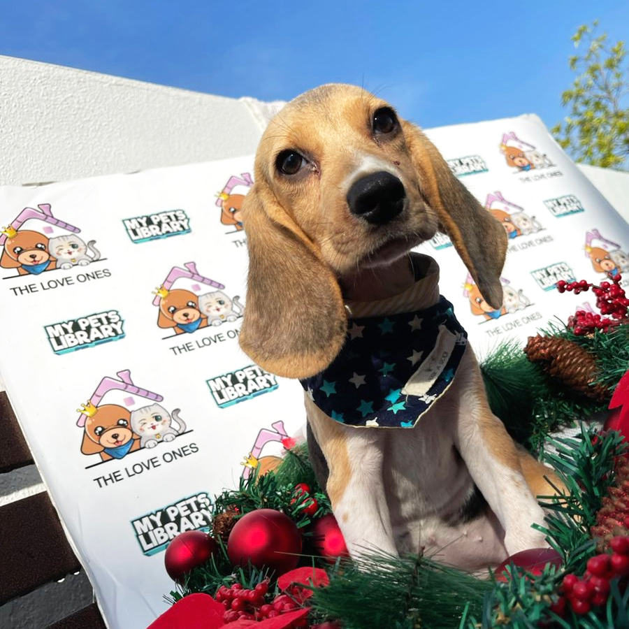 Beagle Puppy (Female) For Sale