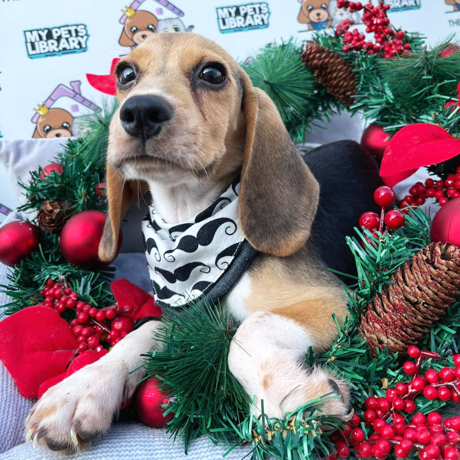 Beagle Puppy (Male) For Sale
