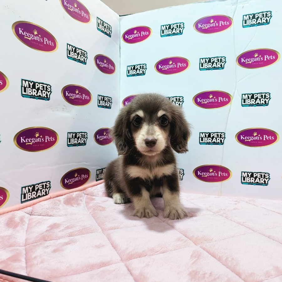 MKA Longhair Miniature Dachshund Puppy (Male) For Sale