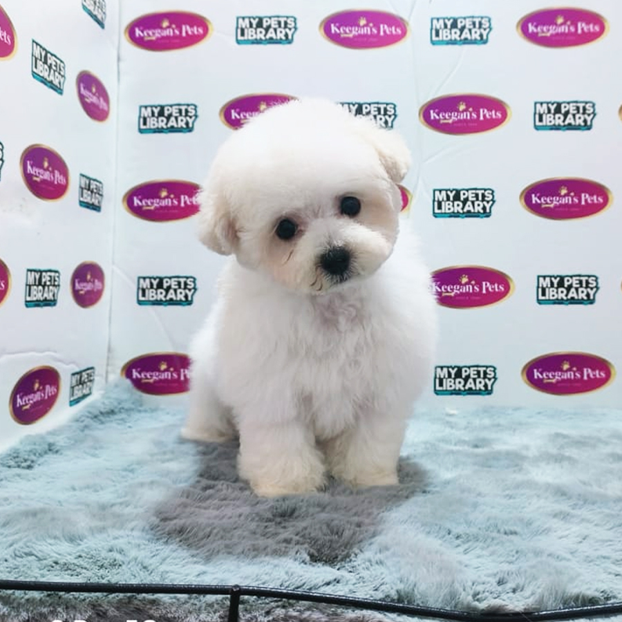 MKA Tiny Poodle Puppy (Female) For Sale