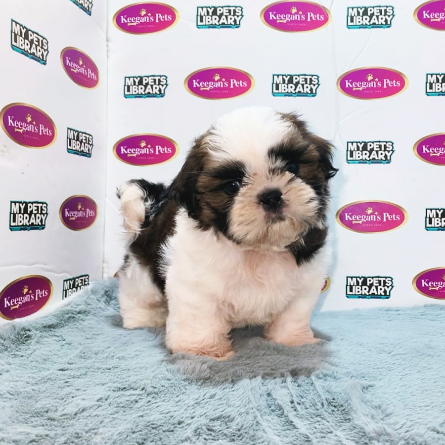 MKA Shih Tzu Puppy (Male) For Sale